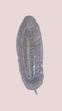 Vide poche feuille